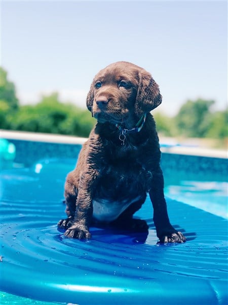yavru köpeklerde yüzme